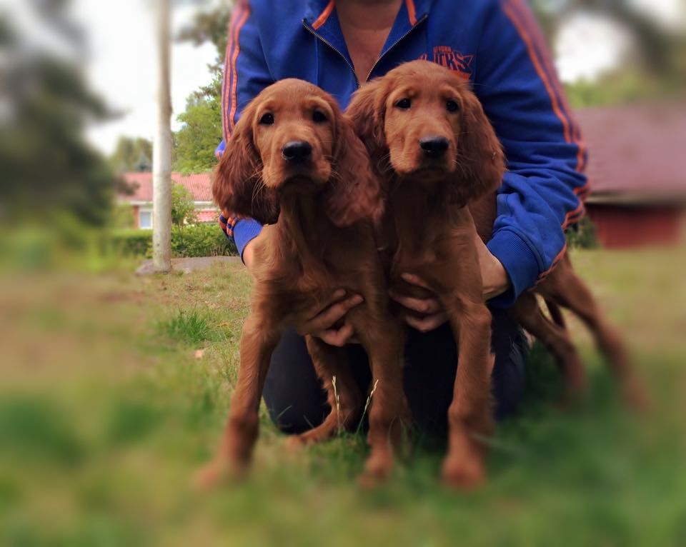 Two setter puppies