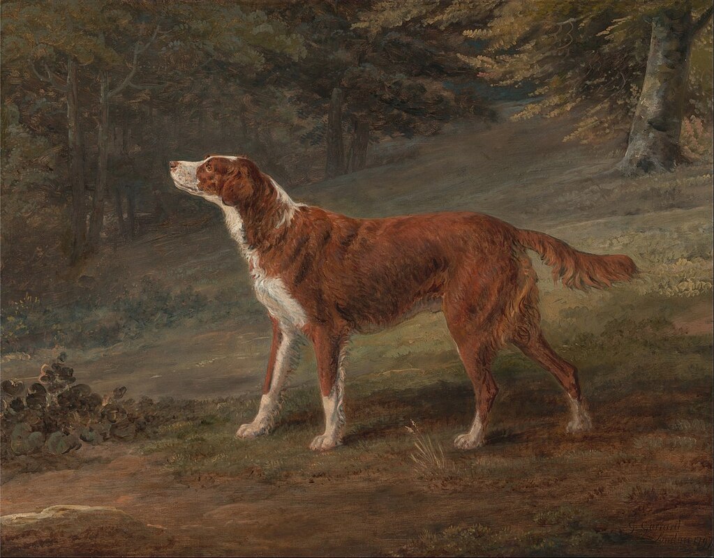 historical painting irish red and white setter