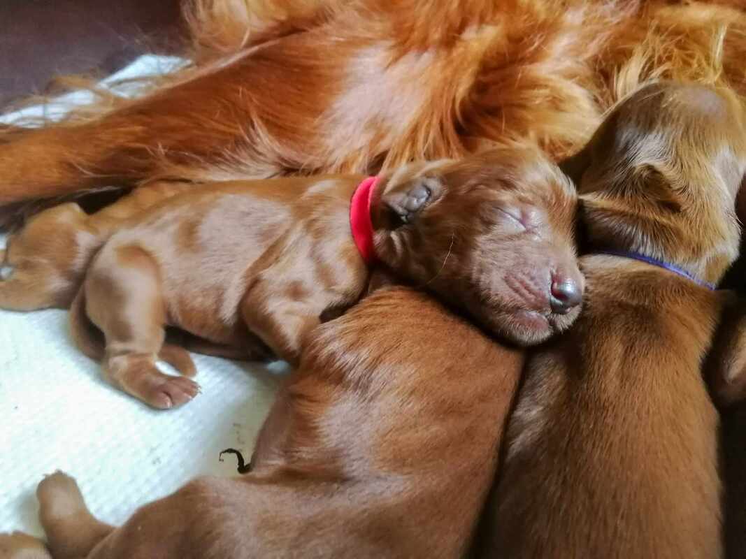 two days old irish setter puppy