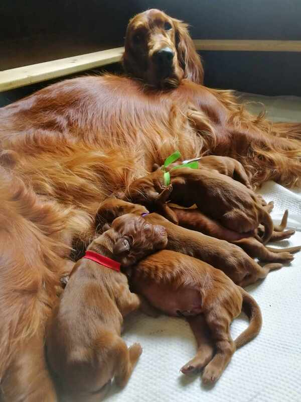 irish setter lying and feeding her puppies 
