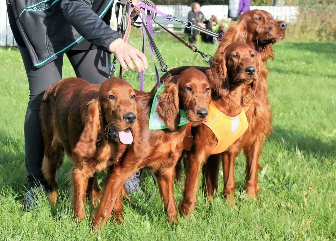 Irish setter bitch with three puppies