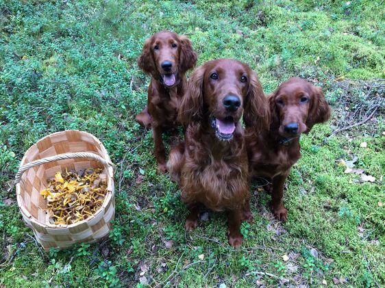 Three irish setters and a basket with mushrooms