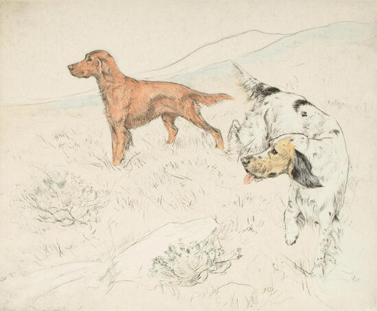 Etching, English setter and Iris red setter