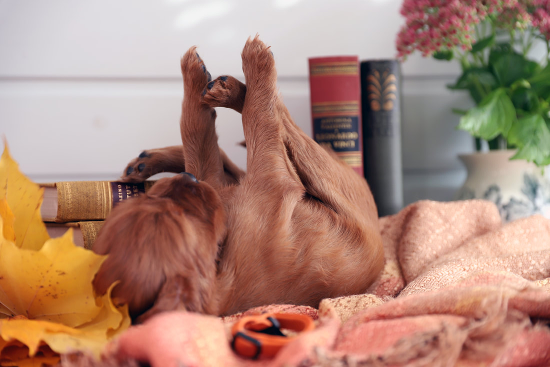3 weeks old Irish setter puppy lying on her back, all four legs up