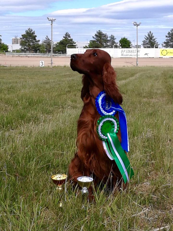 Irish setter sitting with rosettes and trophies